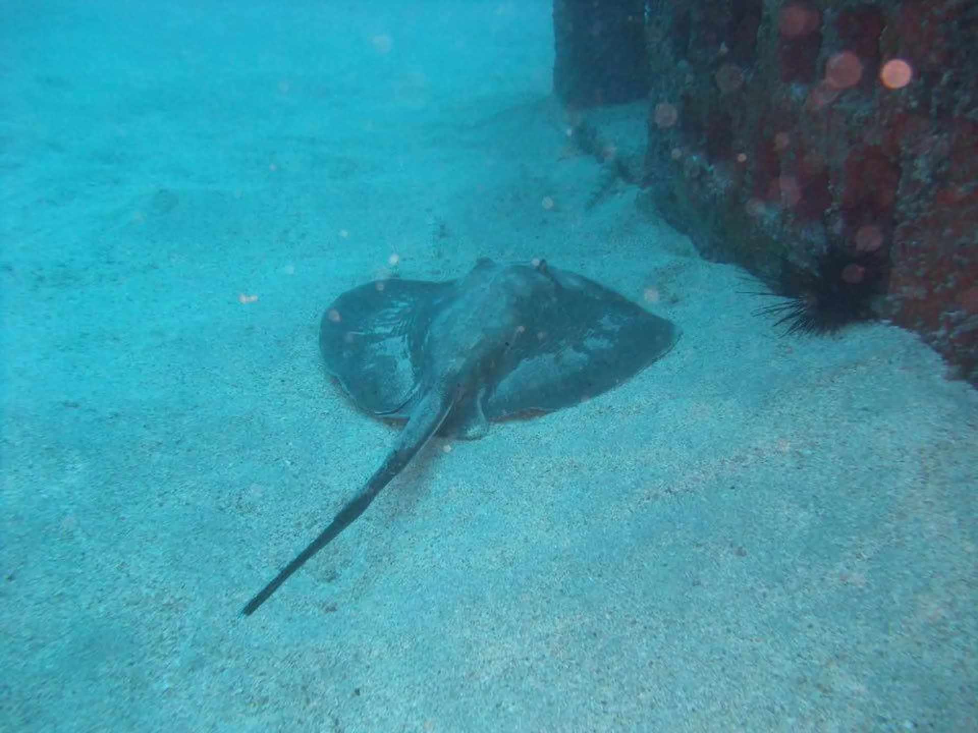 Gran Canaria's Aquatic Escapade: Half-Day Dive Trip with PADI Center