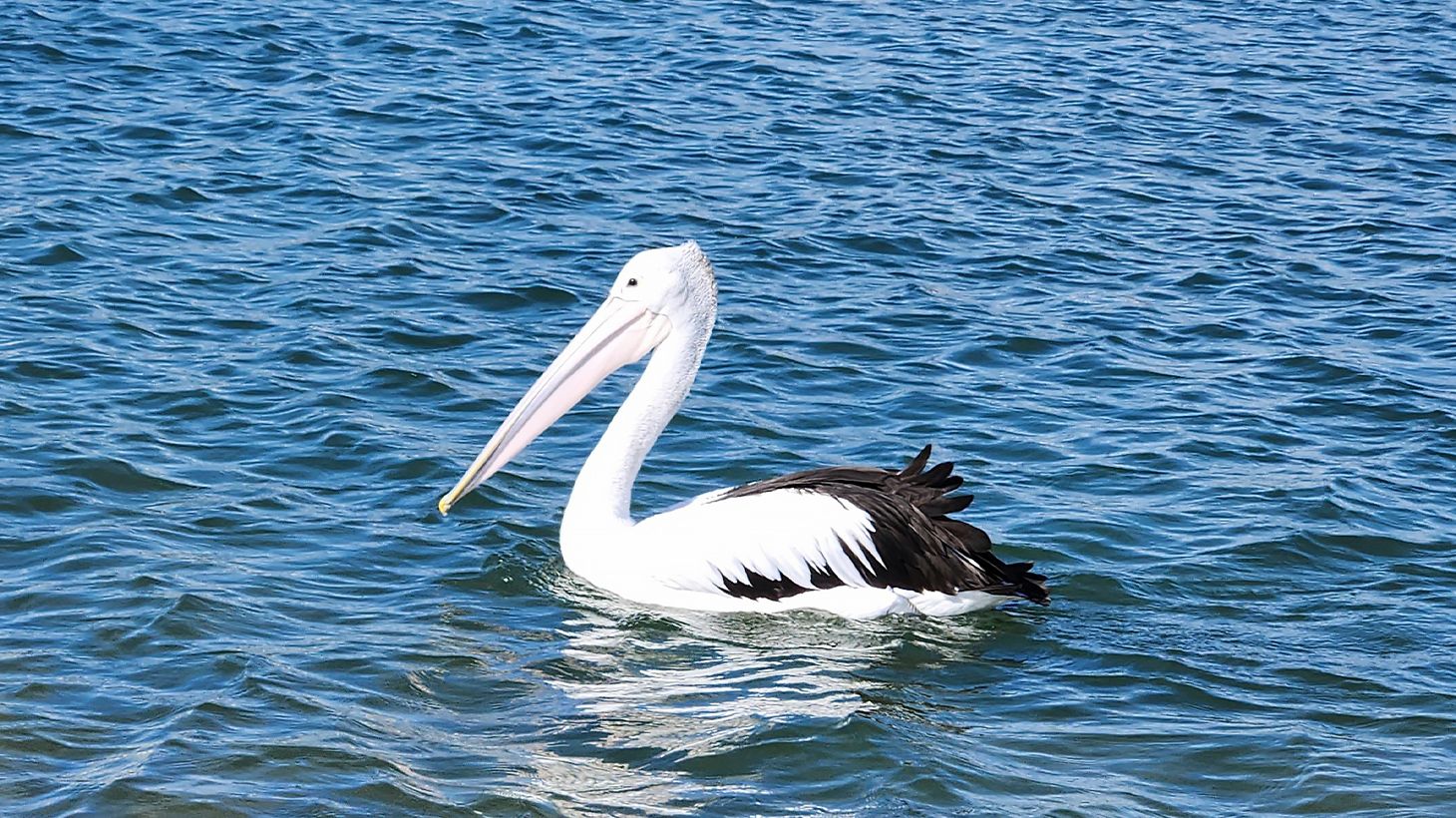 Self-Guided Two-Hour Scenic Estuary & Wildlife Kayaking Tour 5