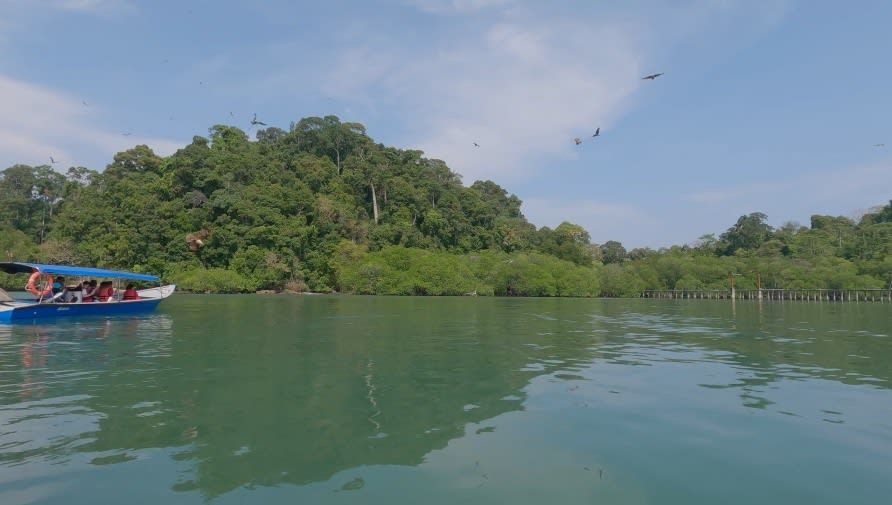 Langkawi Mangrove Tour 7