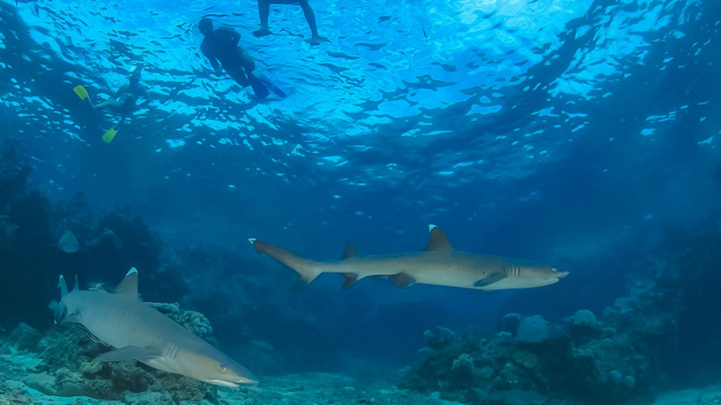 Full-Day Snorkelling with Sharks Experience with Lunch, Kuata Island Scenic Cruise & Roundtrip Transfers 4