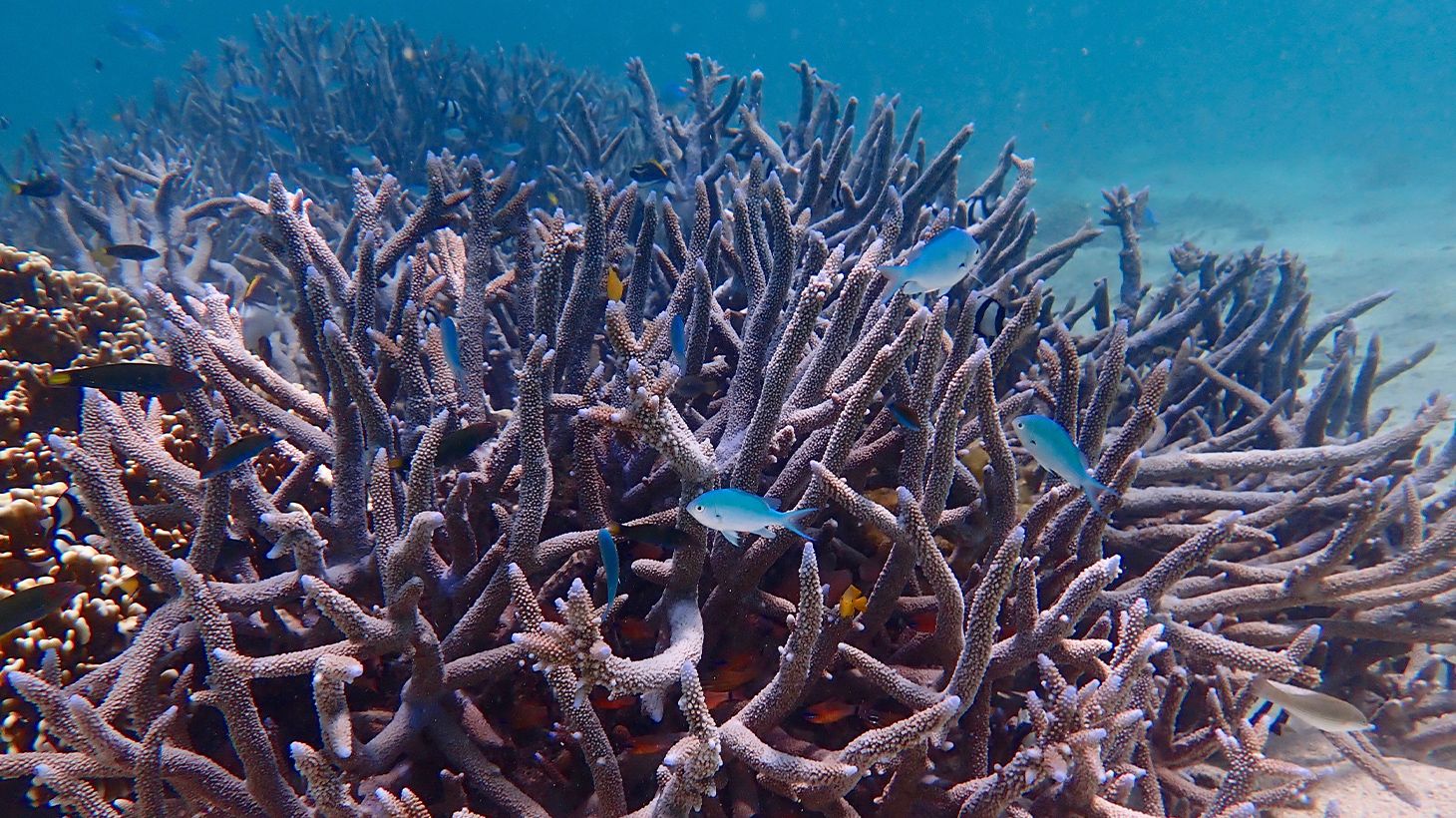 Full-Day Ningaloo Reef Snorkel Adventure with Morning Tea, Picnic Lunch & Snorkelling Gear 7