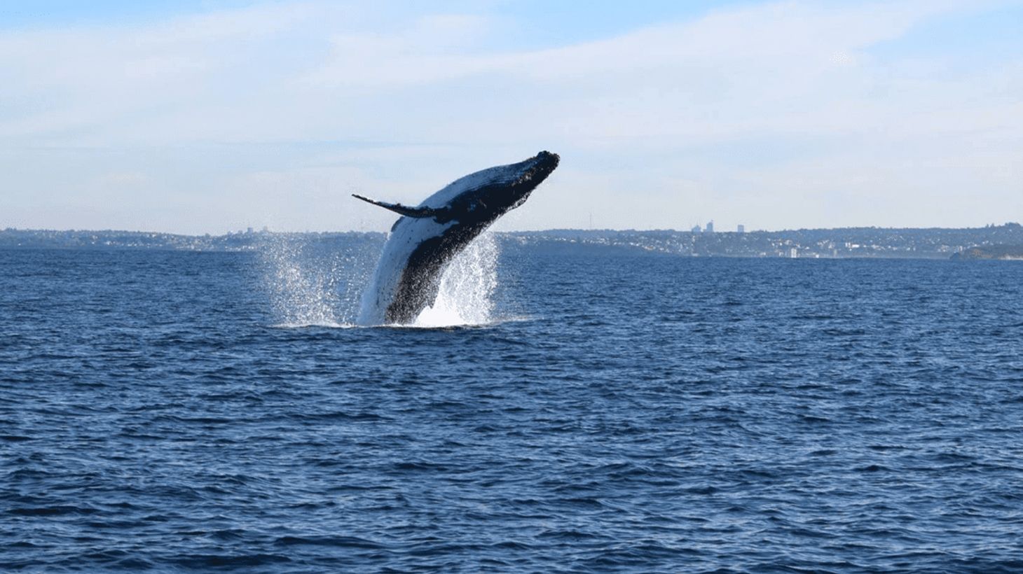 Two-Hour Whale Watching Cruise from Circular Quay 8