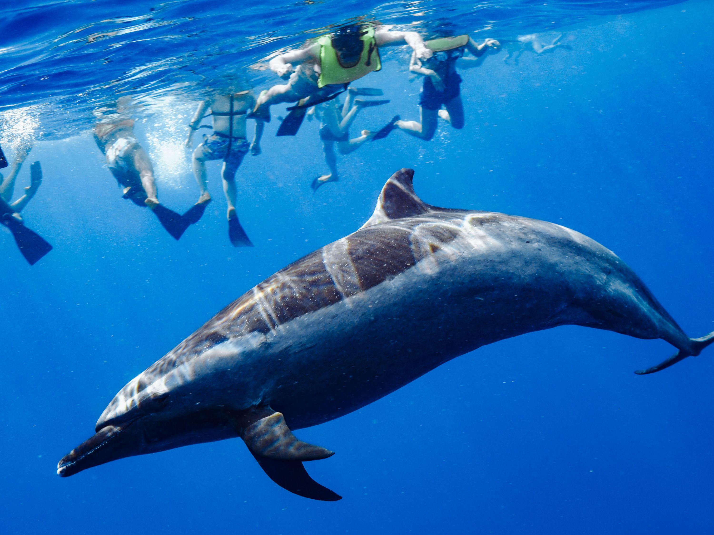 Dolphin Swim and Snorkel With Ocean Activities in Oahu