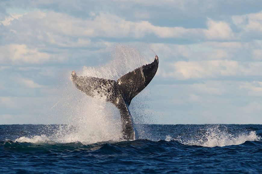 Two-Hour Whale Watching Cruise on Sydney Harbour with Taronga Zoo Admission & Return Rocket Ferry Ride 1