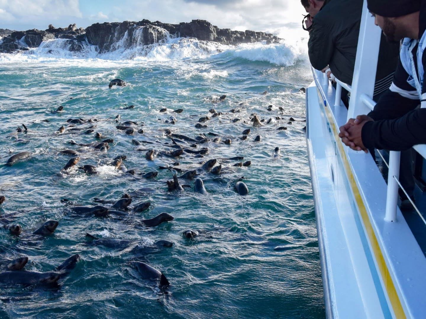 Phillip Island Seal Watching Cruise  2