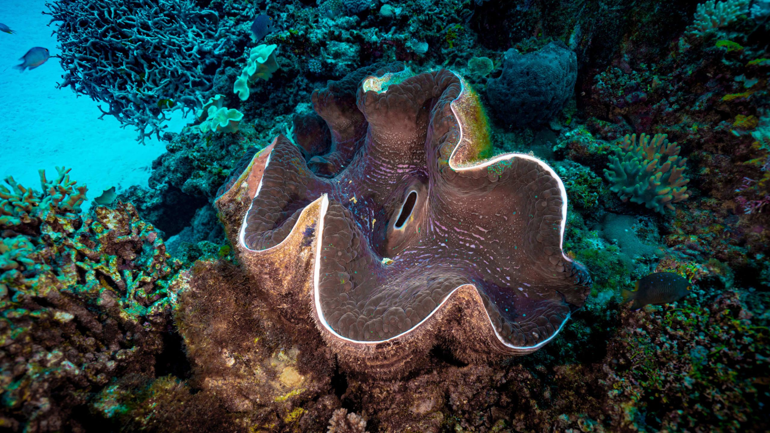 Fiji Dive Delight: Refresh & Explore Giant Clams at Tokoriki Wall