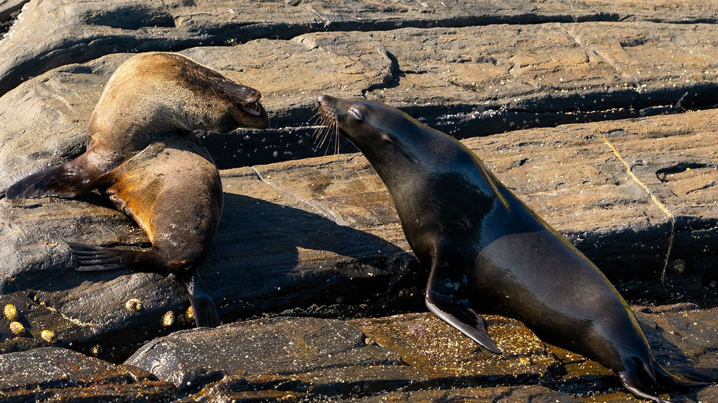 Two-Hour Kangaroo Island Observer Only Ocean Safari