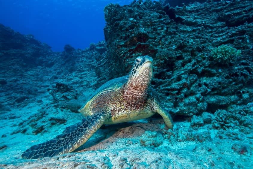 Shallow Reef - Snorkeling or Diving Tour in Oahu