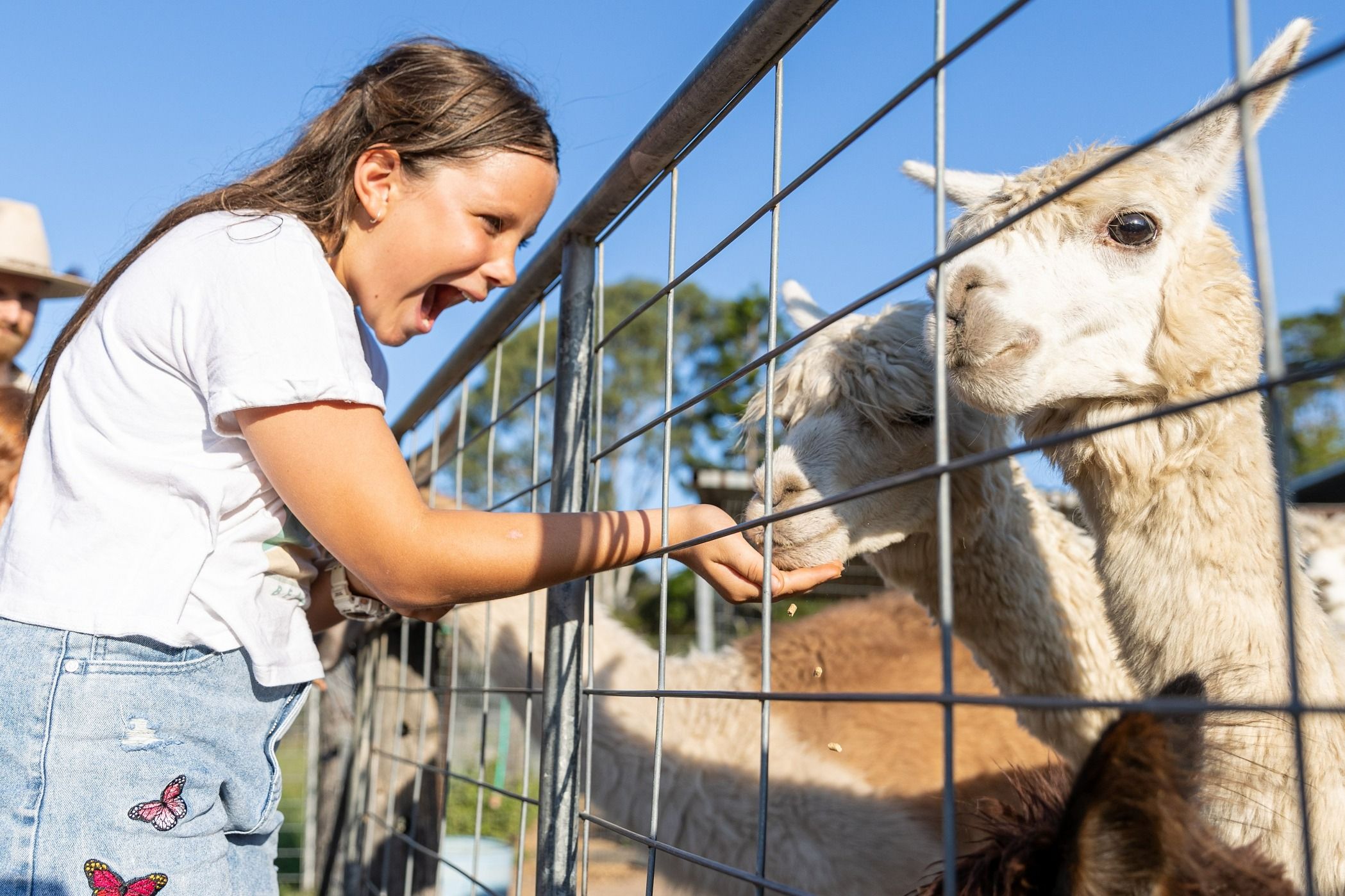 Meet and Greet Farm Animals in Brisbane