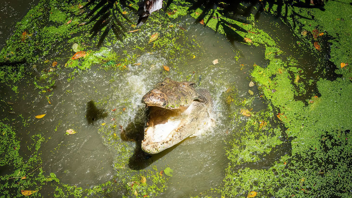 Exhilarating Saltwater Crocodile Feeding Experience at Wildlife Habitat 1