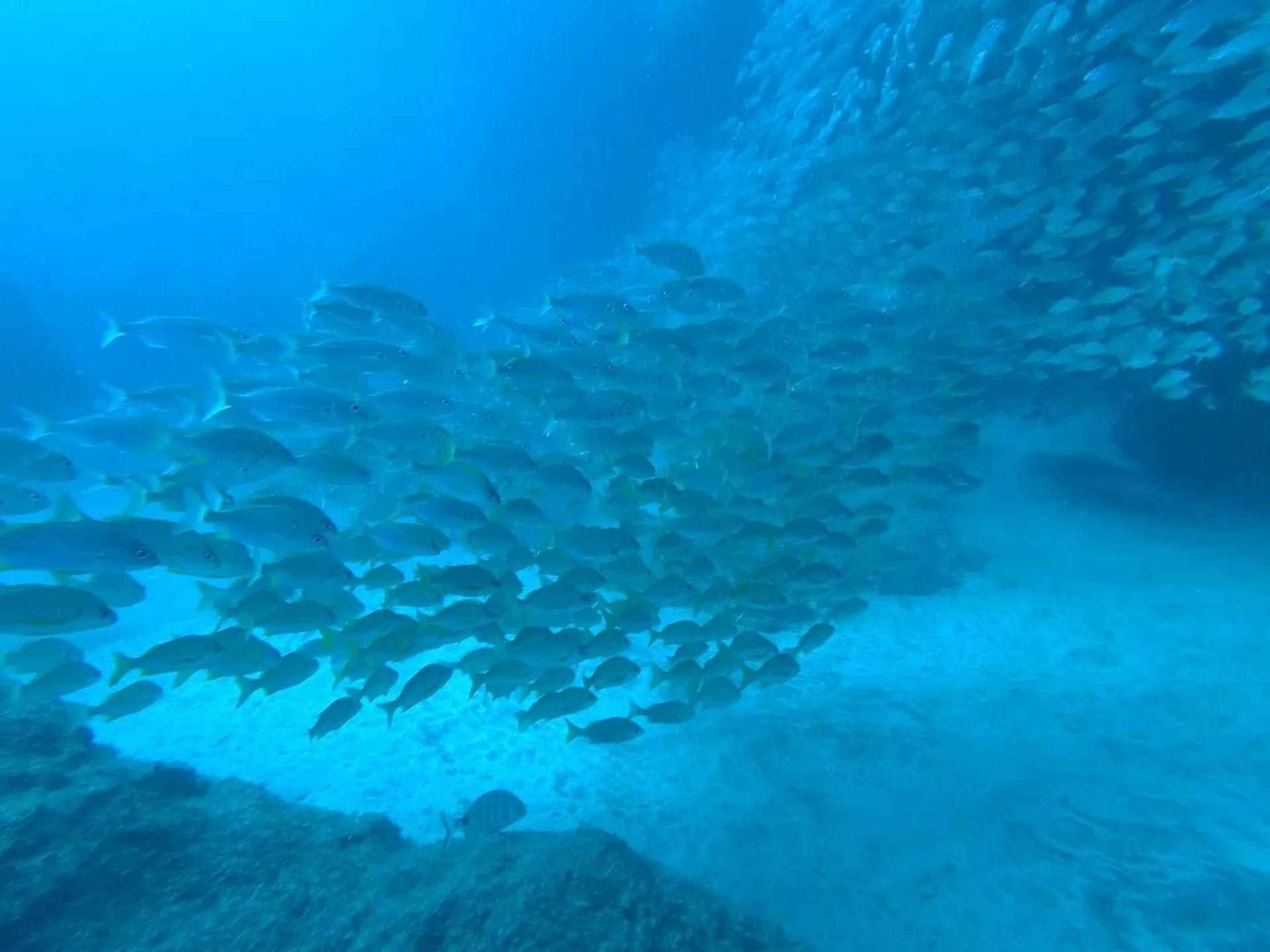 Gran Canaria Dive Renewal: Scuba Refresher with PADI 5* Dive Center