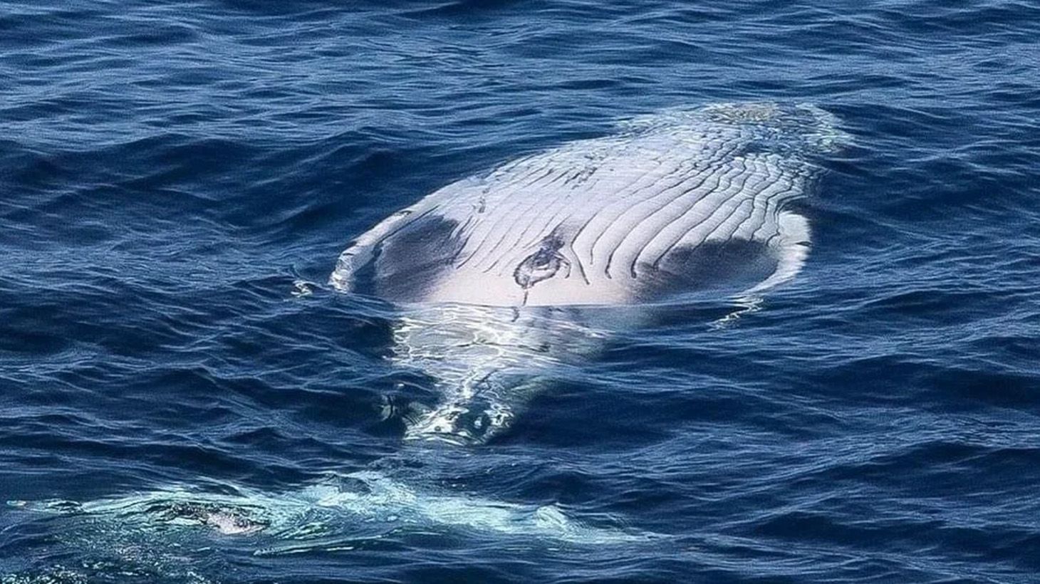 2.5-Hour Whale-Watching Cruise on a Superyacht 7