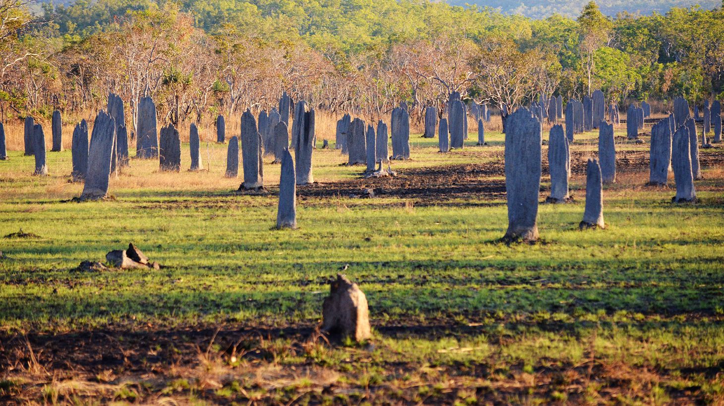 Get Wild on an Intimate Litchfield National Park Eco-Tour with Lunch & Roundtrip Transfers 7