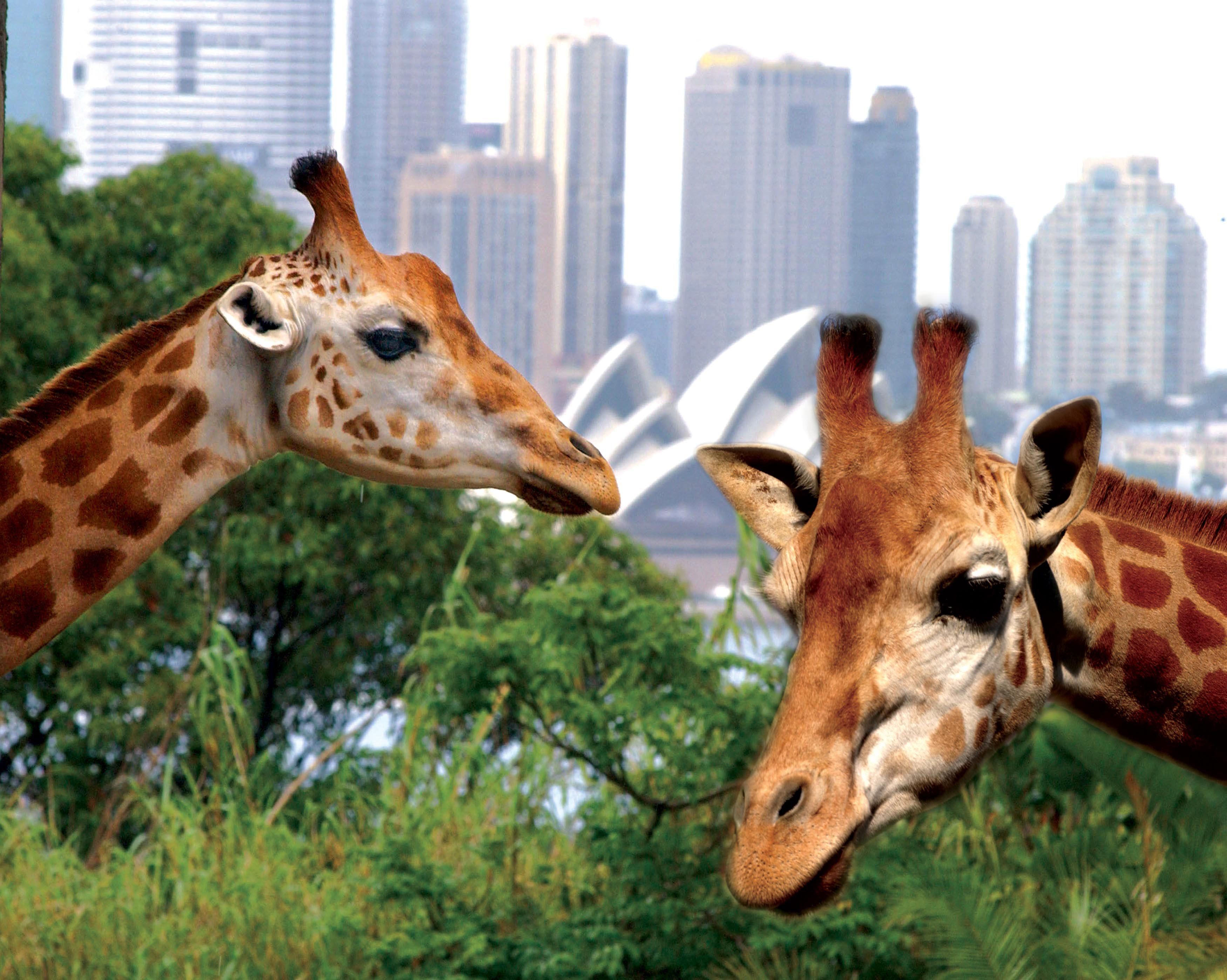 Two-Hour Whale Watching Cruise on Sydney Harbour with Taronga Zoo Admission & Return Rocket Ferry Ride 2