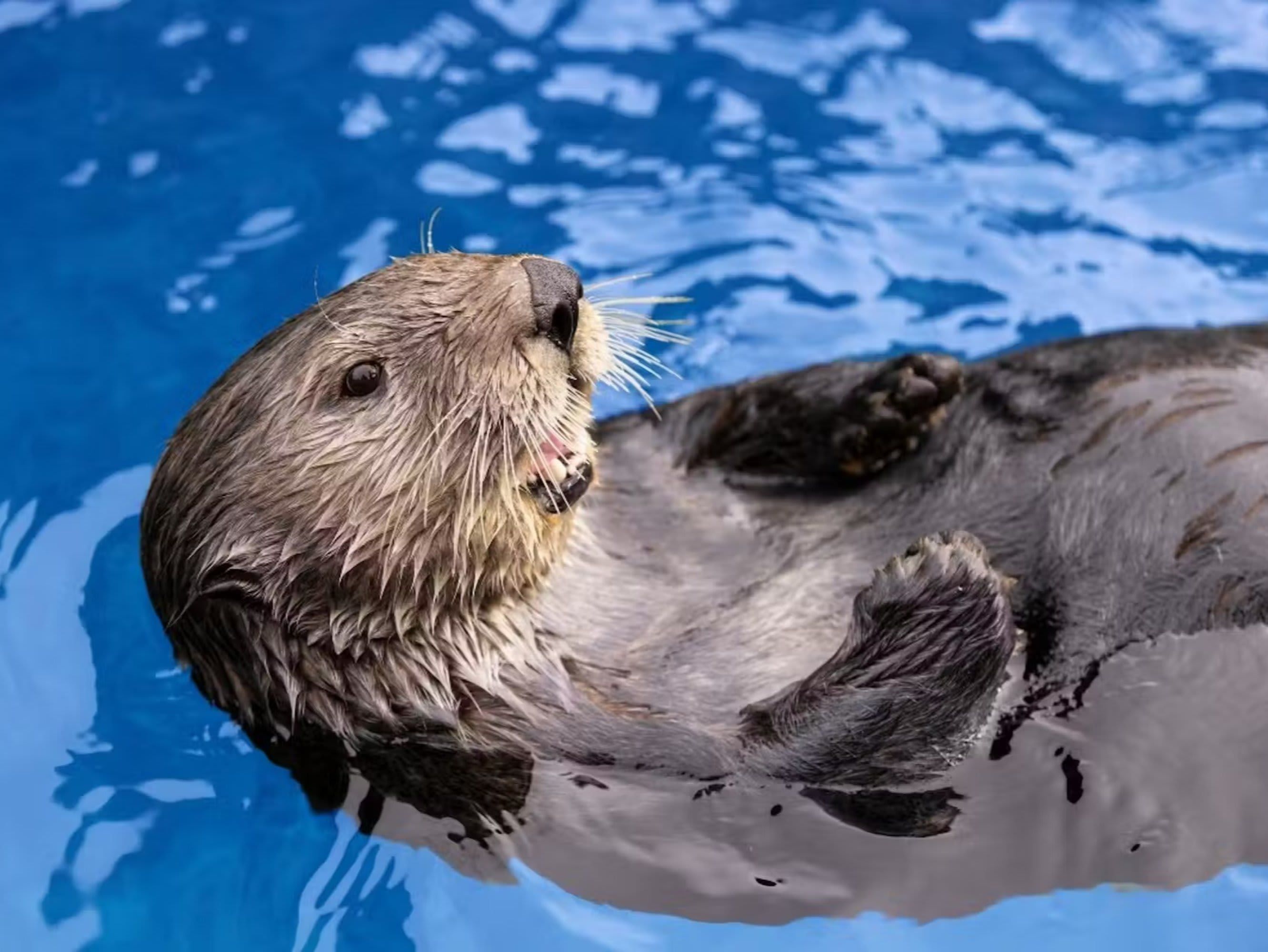 Vancouver Aquarium Ticket