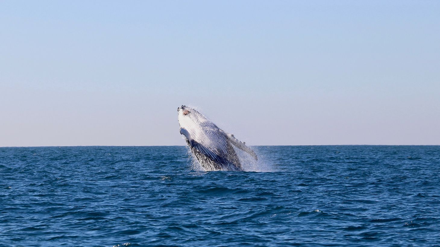 Witness Majestic Humpback Whales on a Two-Hour Whale Watching Cruise