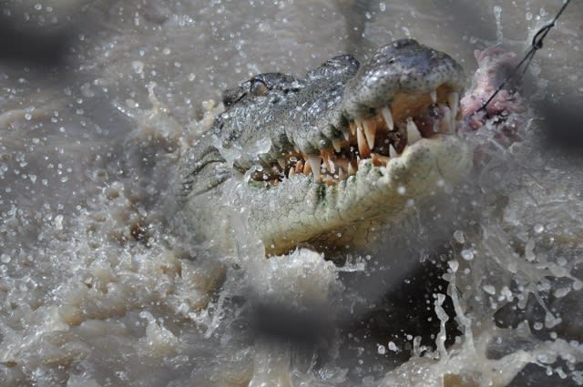 Litchfield, Crocodile Cruise & Sunset Tour