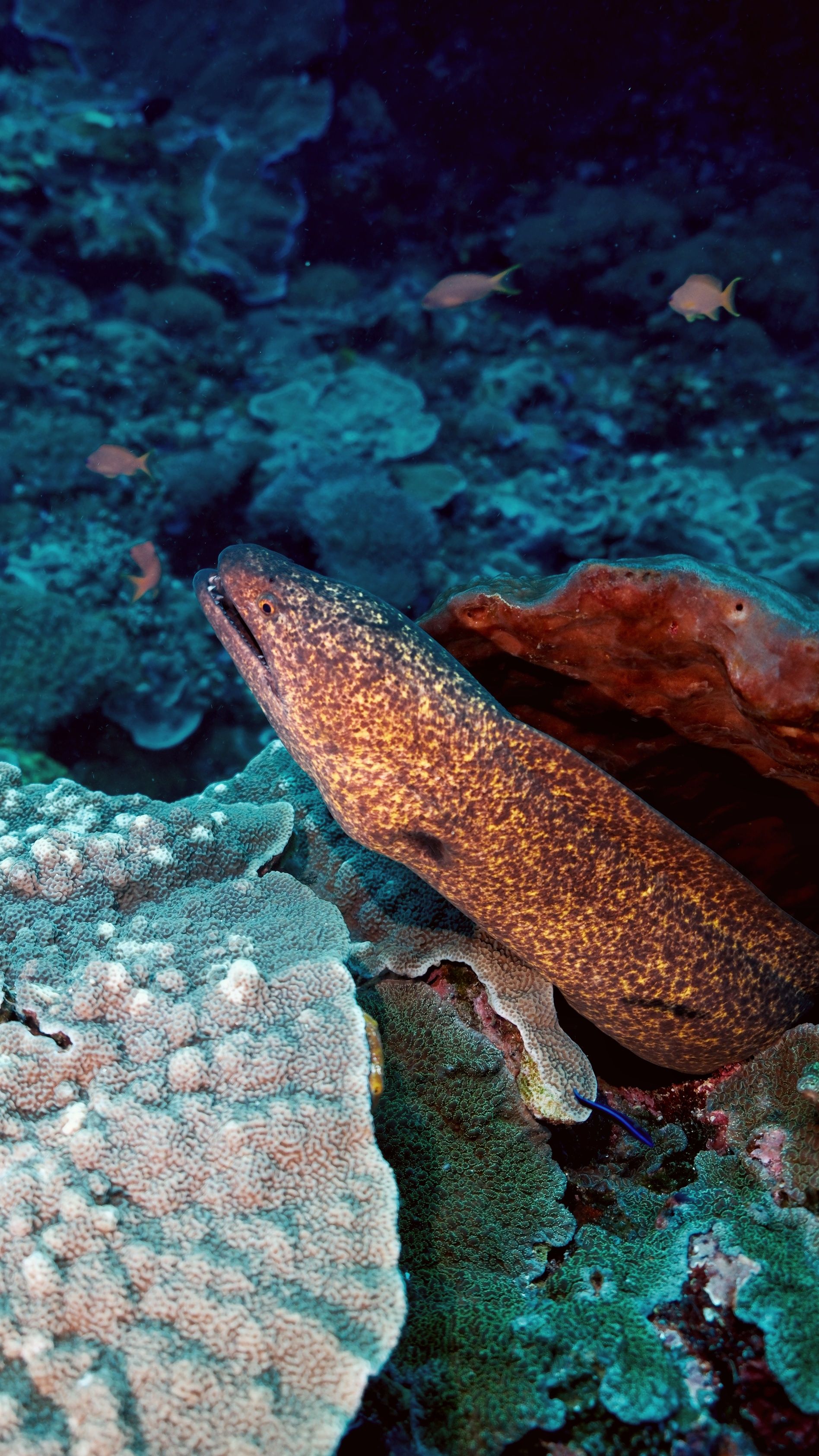Fun Diving Experience in Nusa Penida with Karma Diving 5
