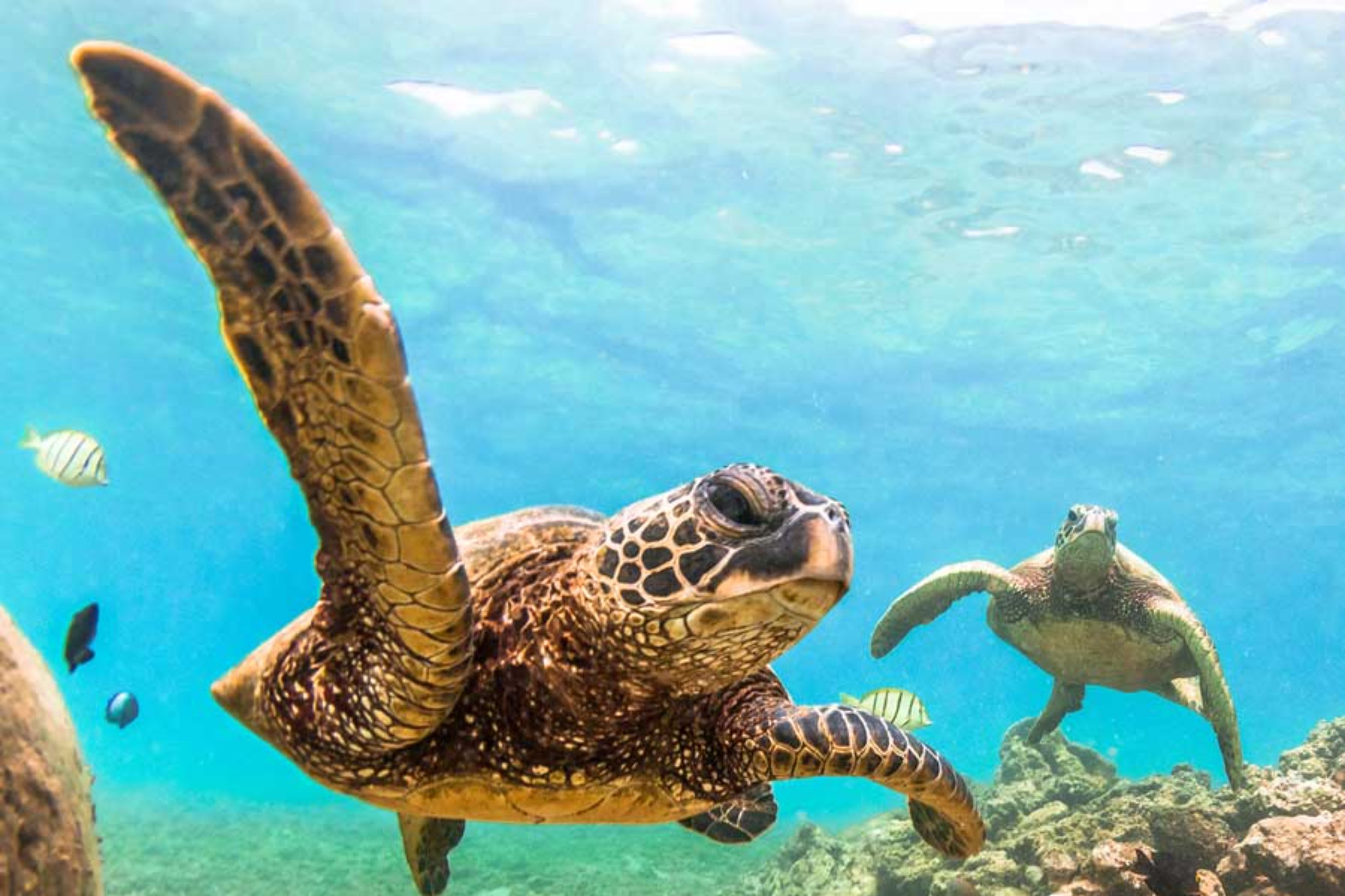 Morning Waikiki Turtle Snorkel and Sail Experience