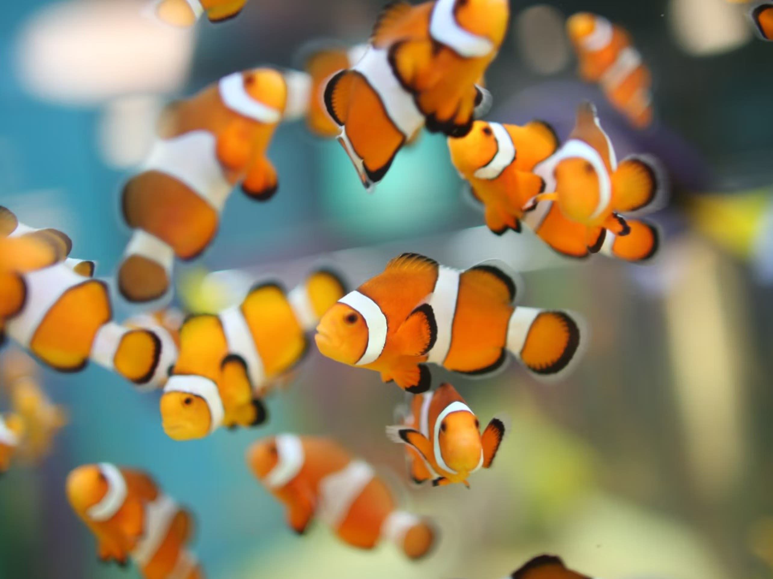 Ripley's Aquarium of Canada Ticket in Toronto