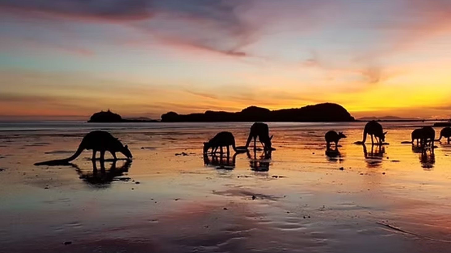 Kangaroos on the Beach Sunrise Tour at Cape Hillsborough with Breakfast