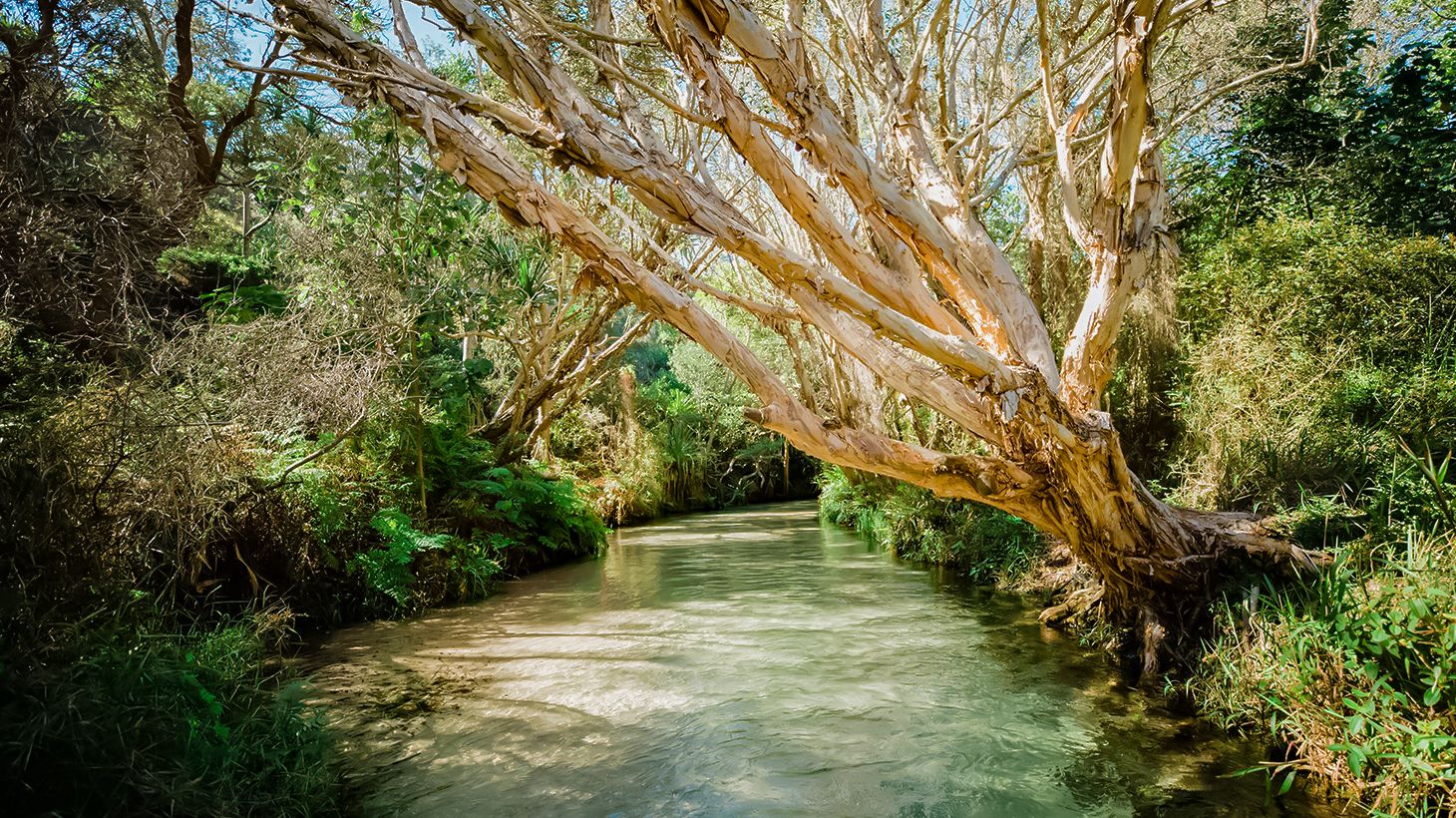 Full-Day 4WD Coach Tour of K'gari (Fraser Island) - Departing from Rainbow Beach - with Lake McKenzie, 75 Mile Beach, Eli Creek, Lunch & Ferry Transfers 5