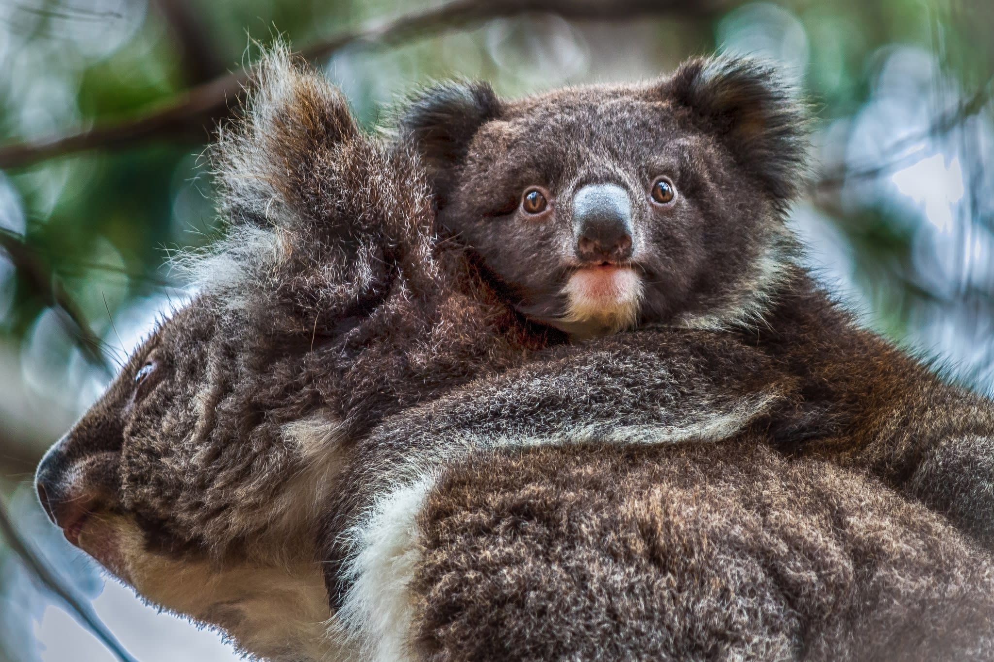 Kangaroo Island Seal Bay & Wildlife Park Full-Day Tour