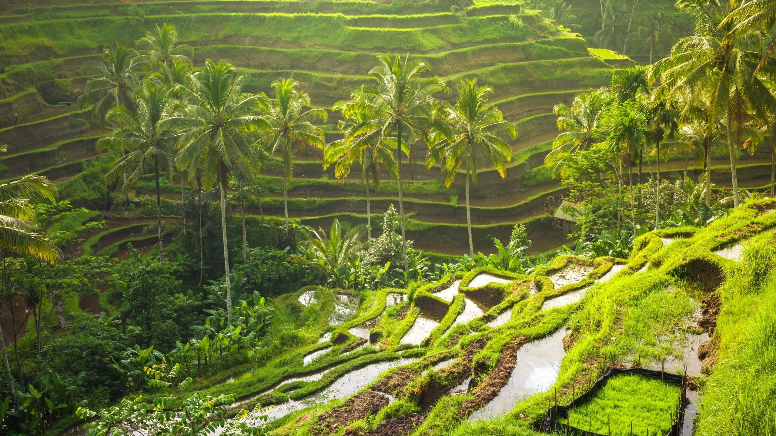 Private 2-Tages-Tour zu den Highlights von Bali