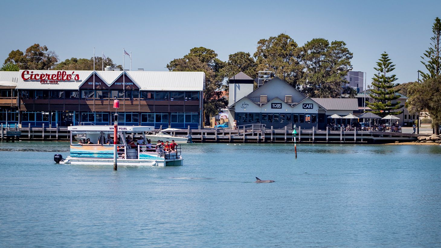 One-Hour Scenic Dolphin-Watching Cruise through Mandurah Canals