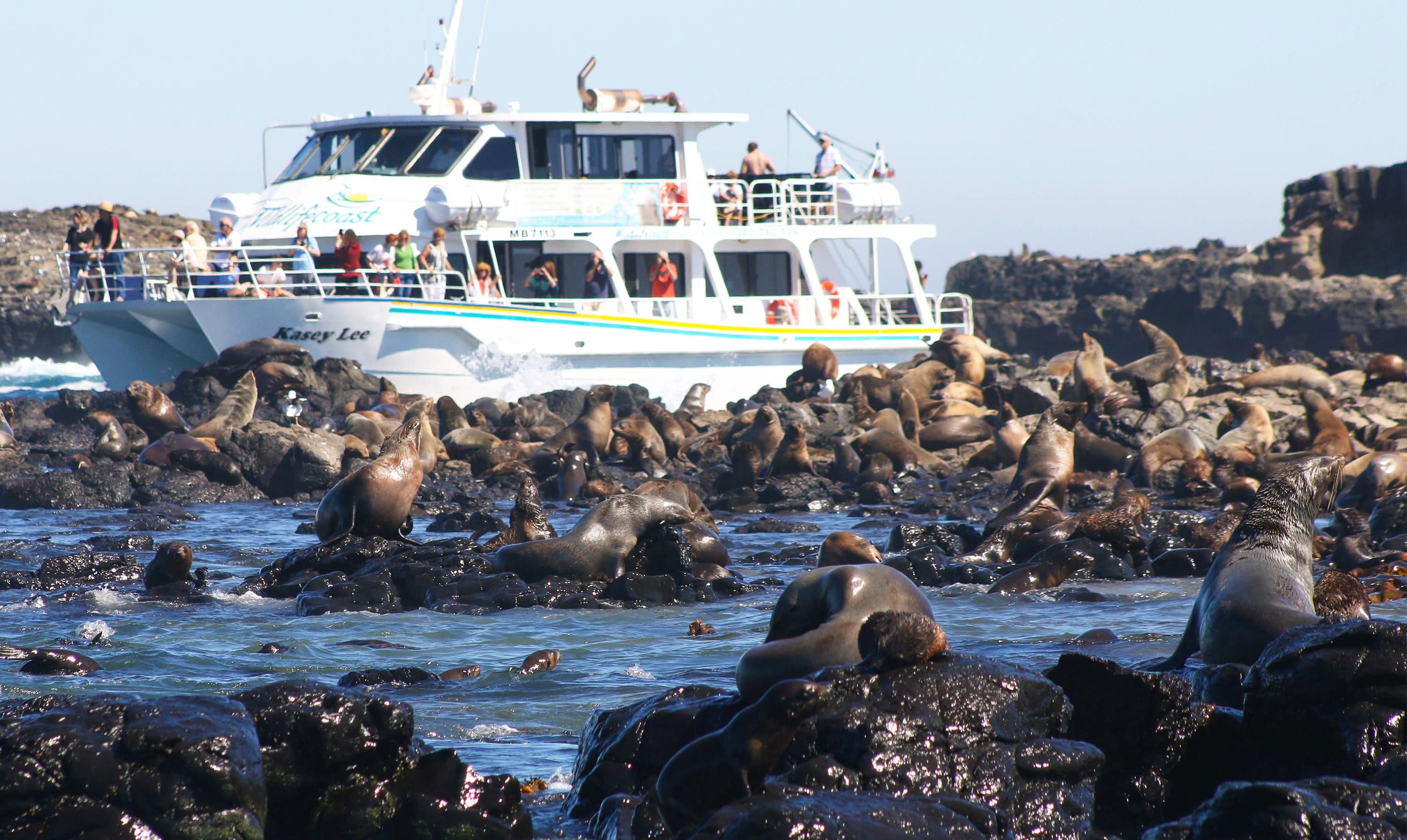 Phillip Island Seal Watching Cruise  1