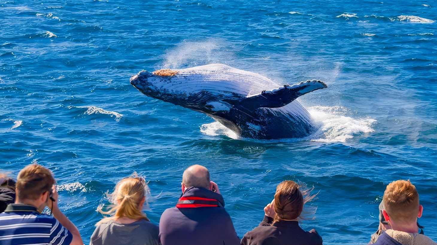 Half-Day VIP Whale Watching Adventure with Exclusive Mid Deck Table Seating, Picnic Lunchbox & Return Transfers to Brisbane