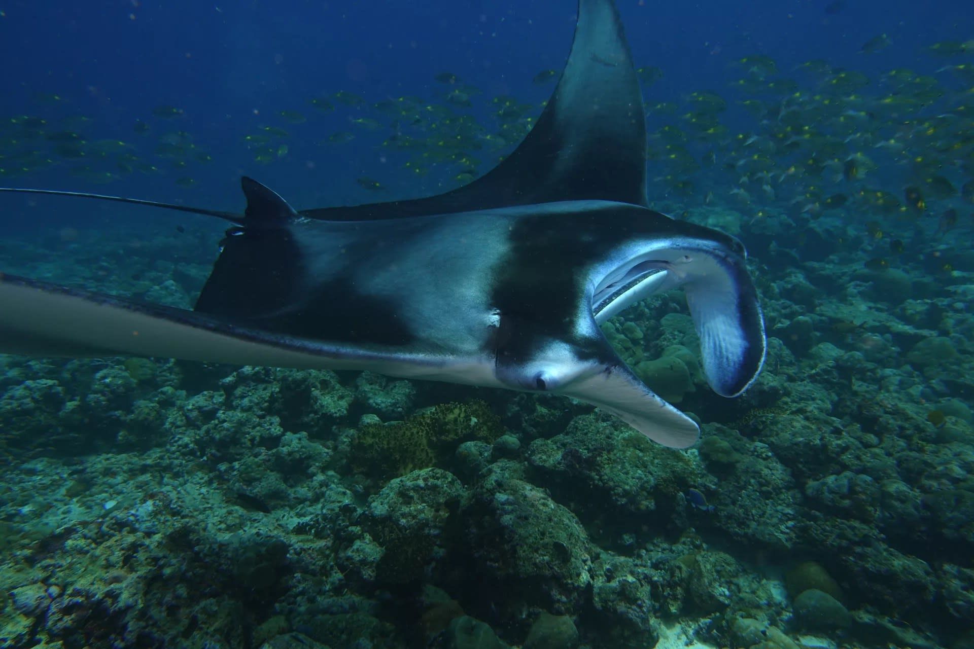 Dive Mastery in North Ari Atoll: Advanced Course with PADI 5* Center 3