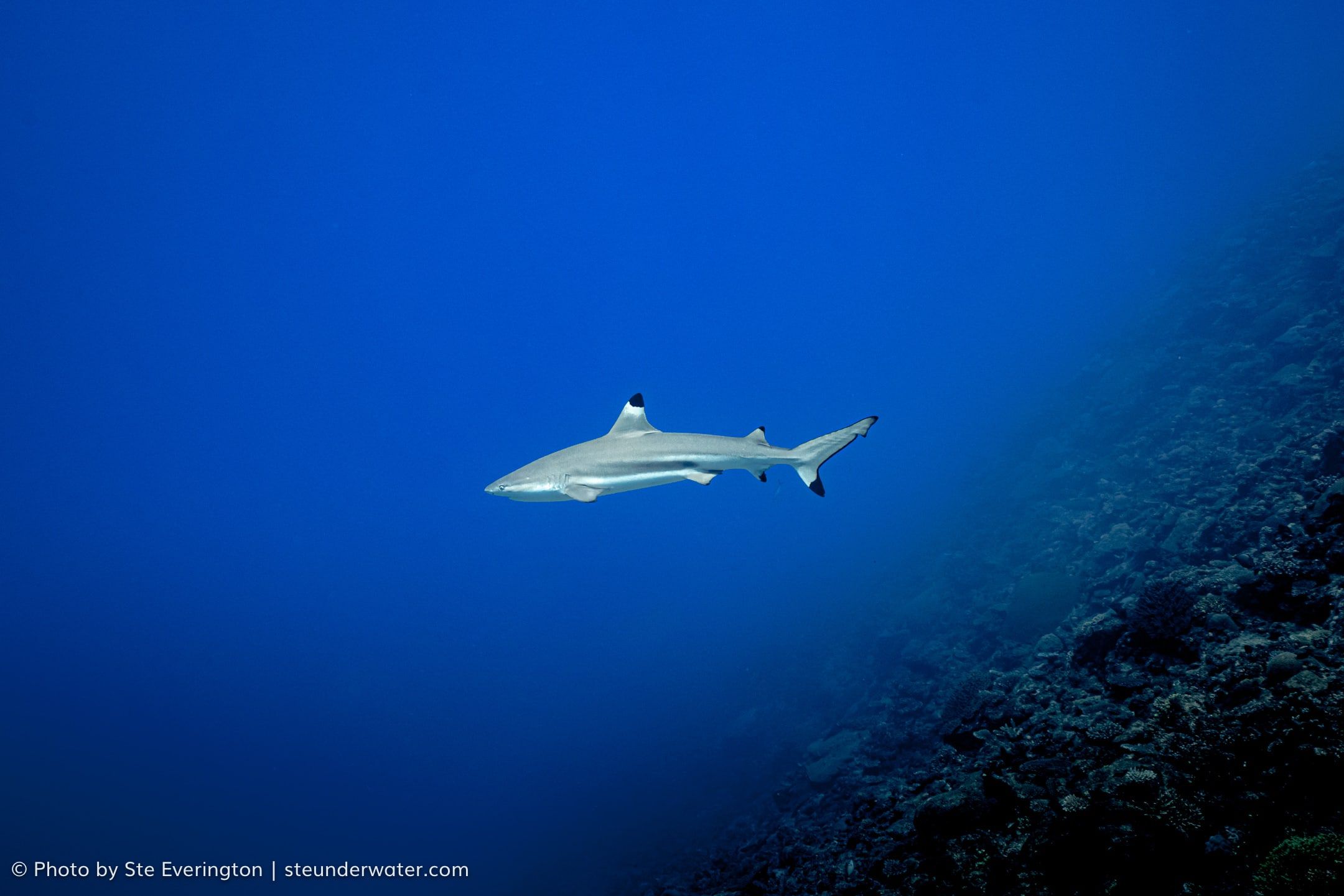 Fiji Shark Dive Extravaganza: Explore 'The Supermarket' Vibrant Reef