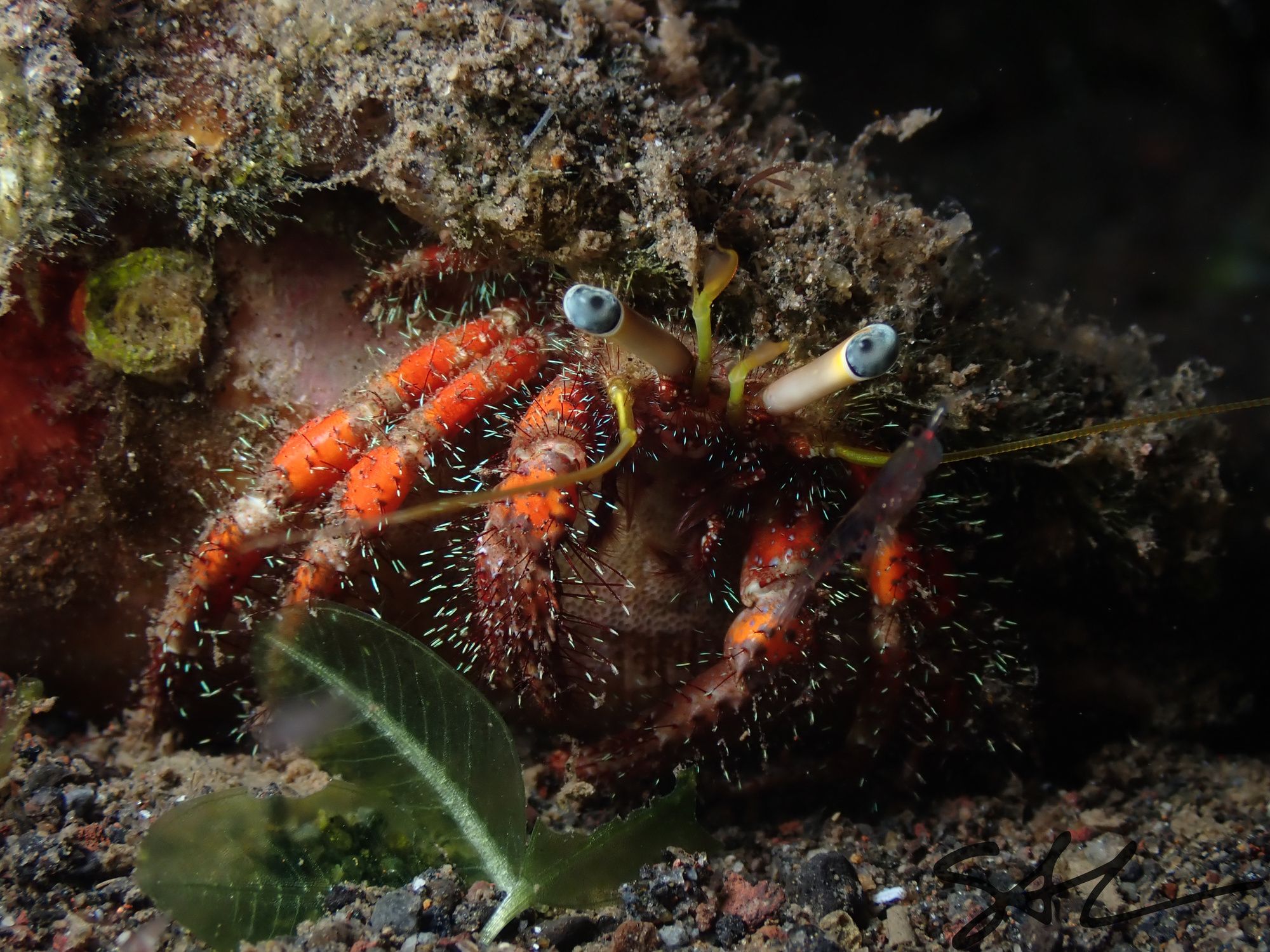 Fun Diving Experience in Nusa Penida with Karma Diving 4