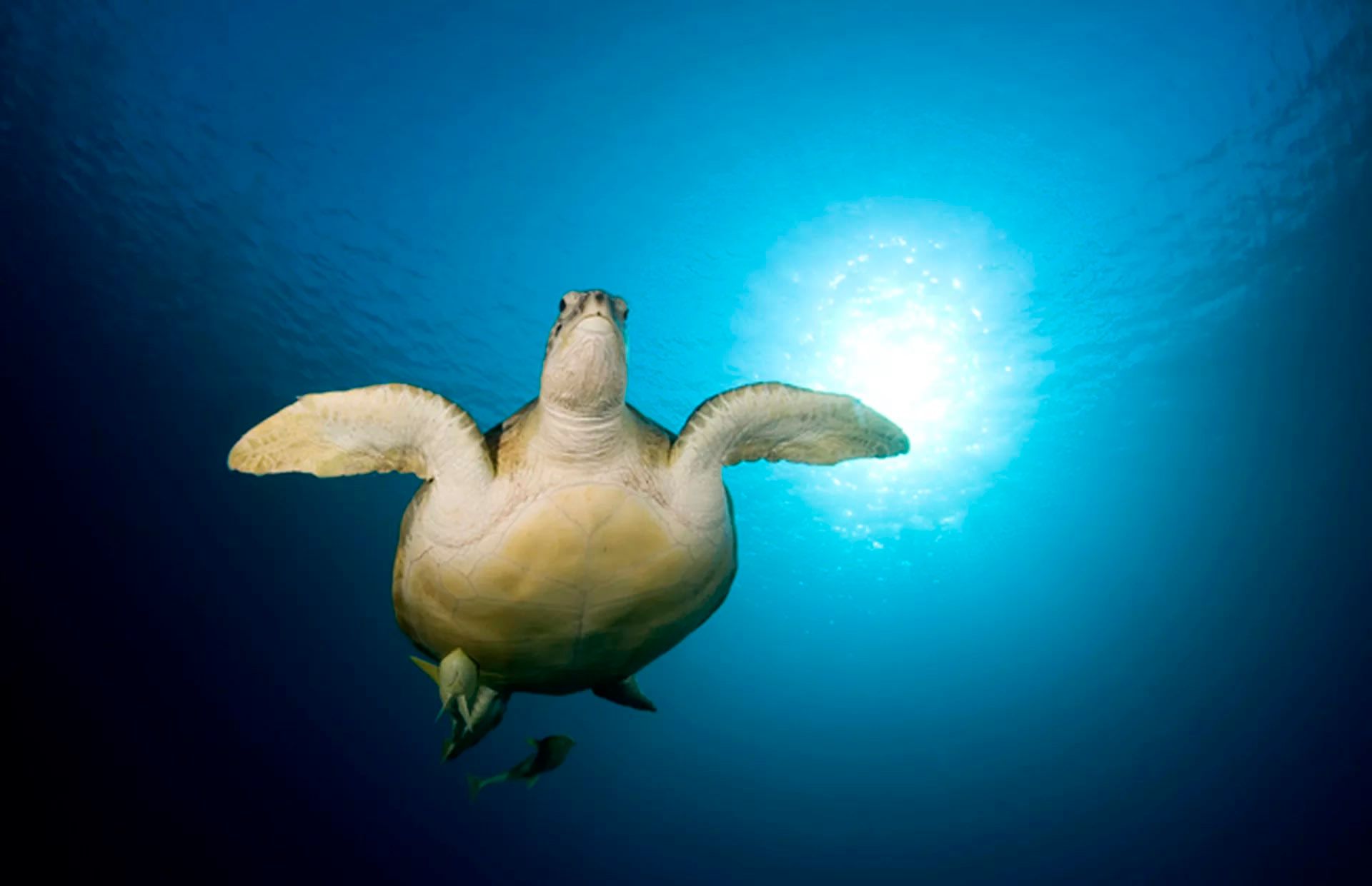 Sanur's Aquatic Gateway: Open Water Diver with PADI 5* Diving Center