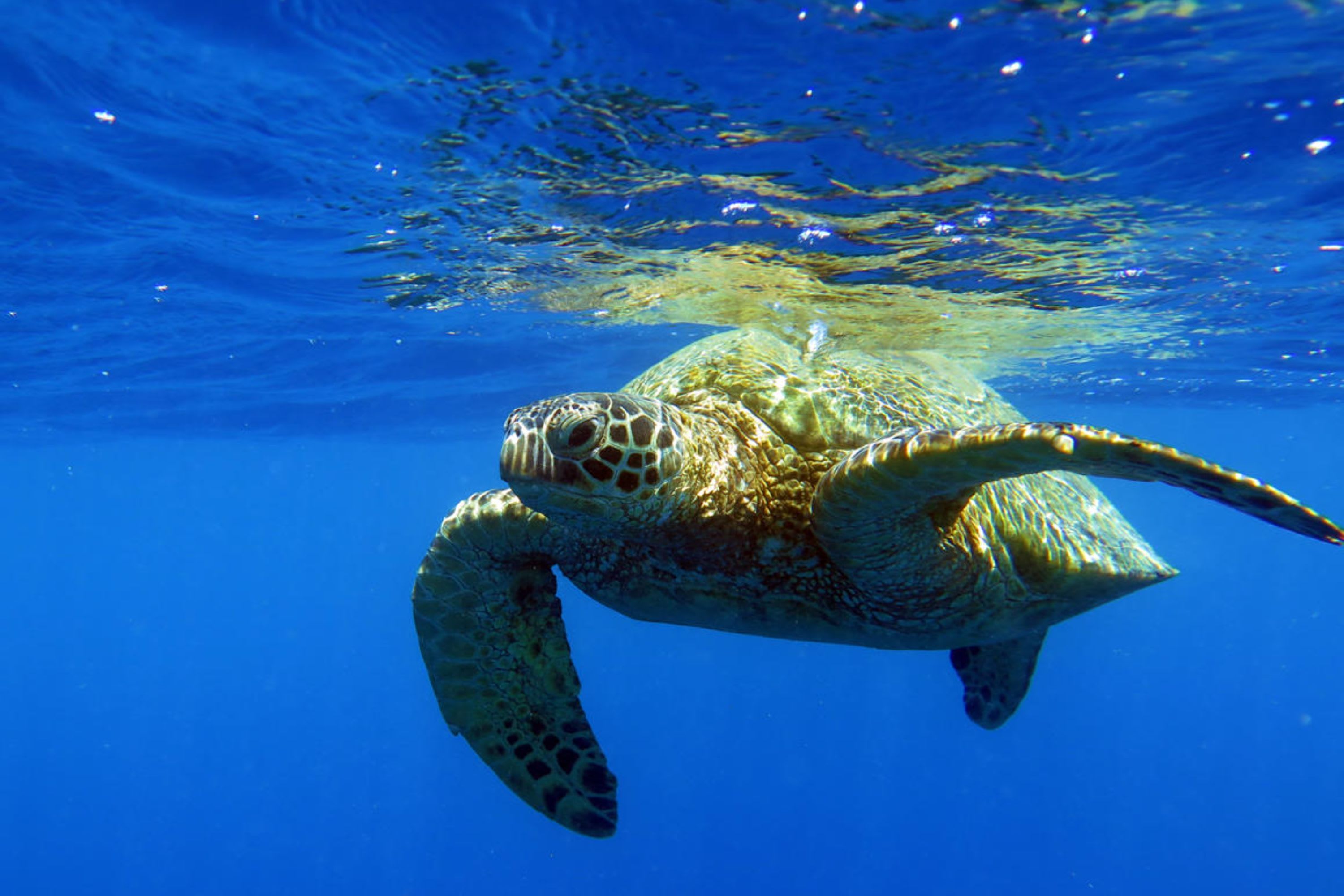 Turtle Canyon Snorkeling Adventure in Honolulu