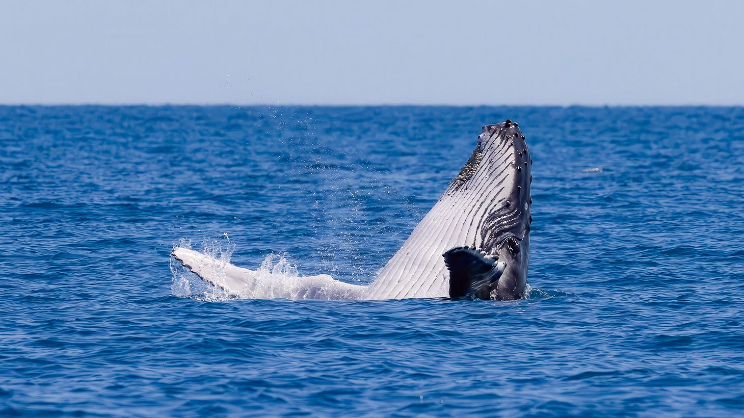 Eight-Hour Guided Whale Watching Experience with Buffet Lunch 4