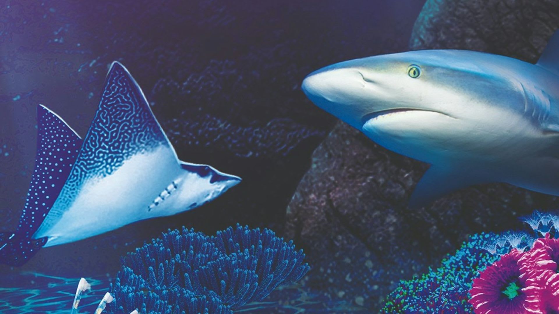 Sea Life Benalmadena Ticket