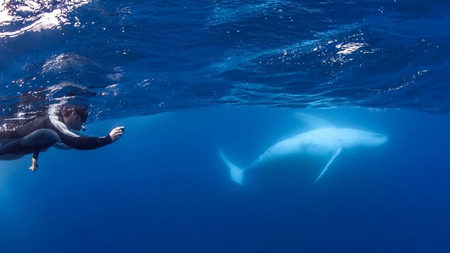 Four-Hour Swim with Humpback Whales Tour in Mooloolaba