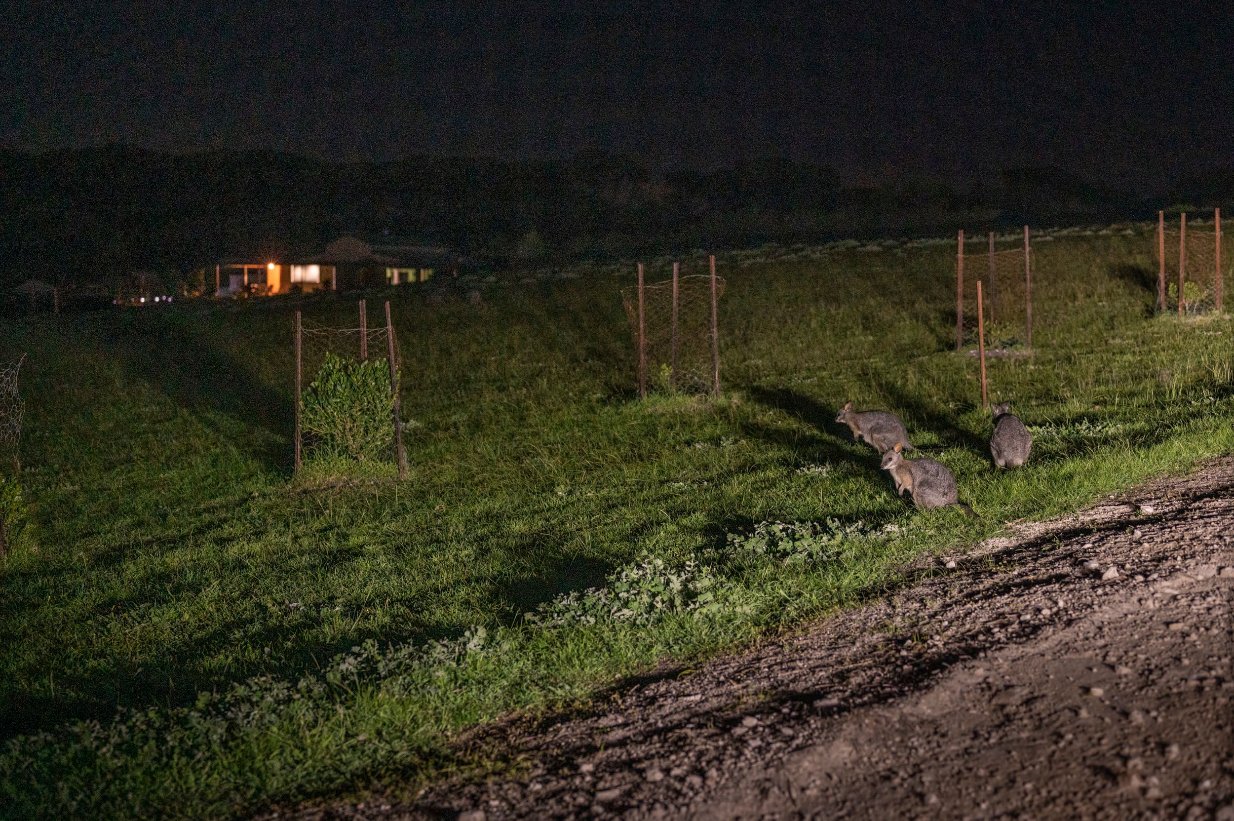 Kangaroo Island Night Wildlife Tour