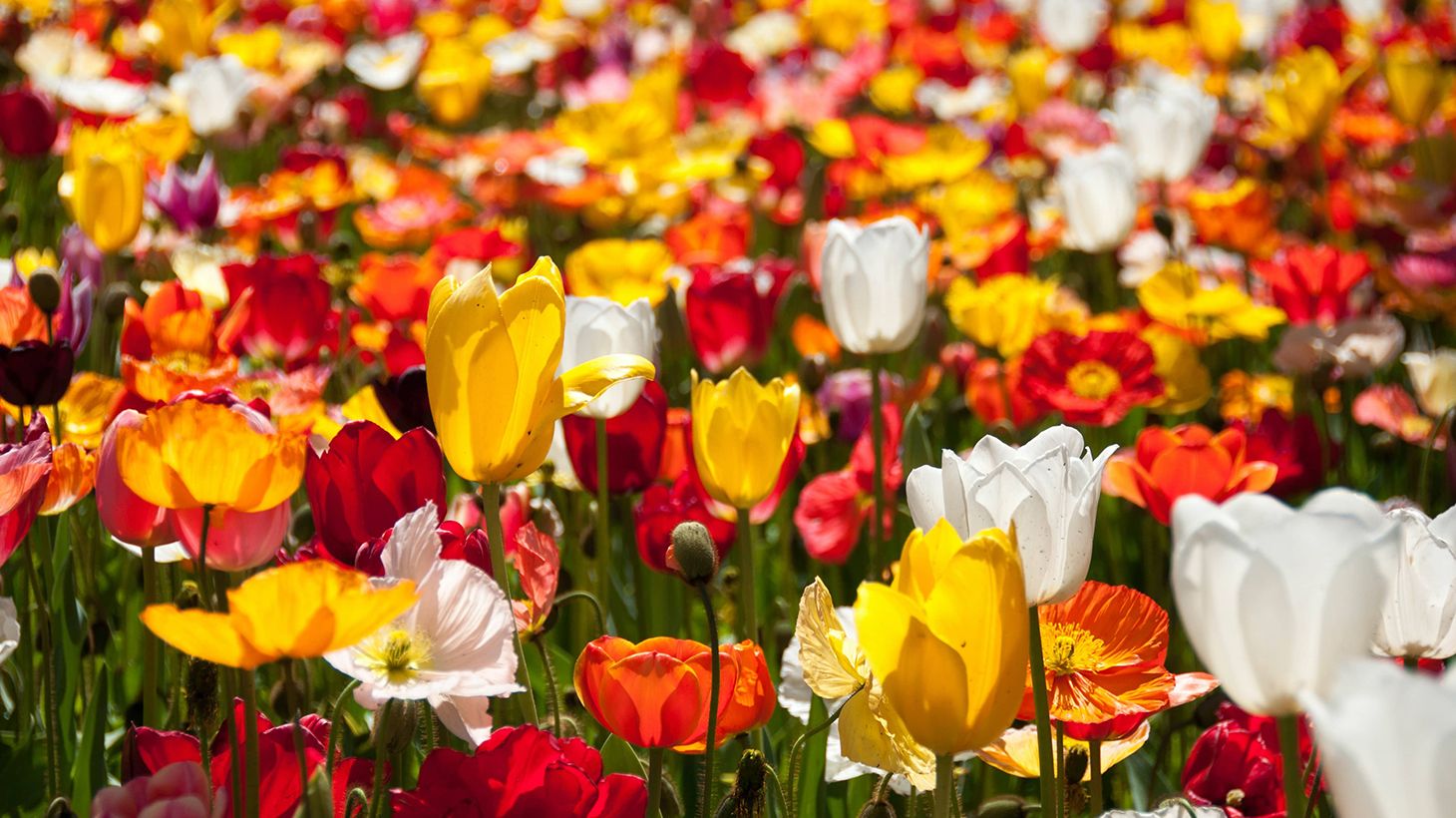 Full-Day Floriade Festival Small Group Tour with Tulip Top Gardens Visit & Pick-Up 1