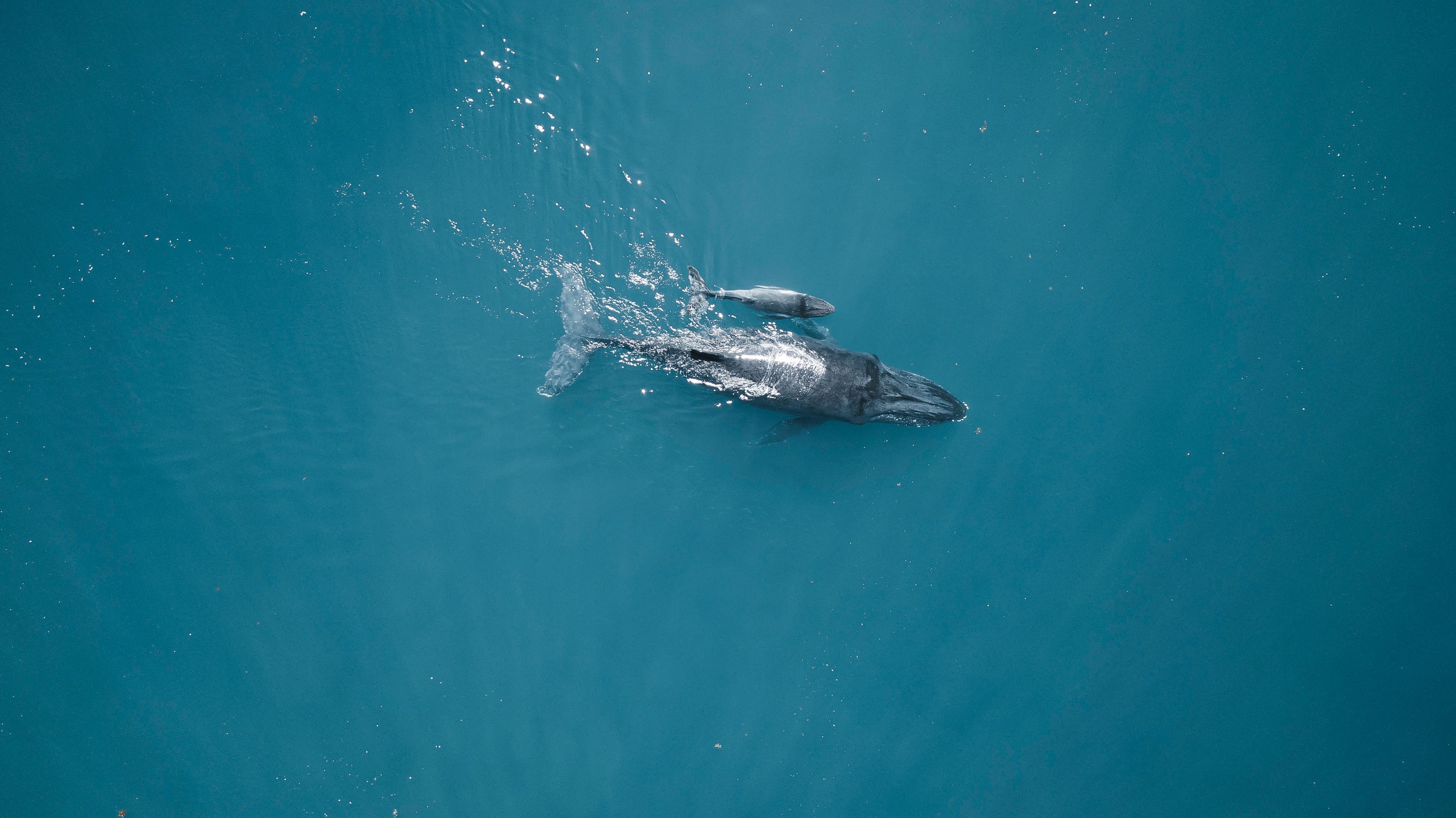 Idyllic Sunset  Whale Watching Cruise on Catamaran with Canapes & Return Transfers