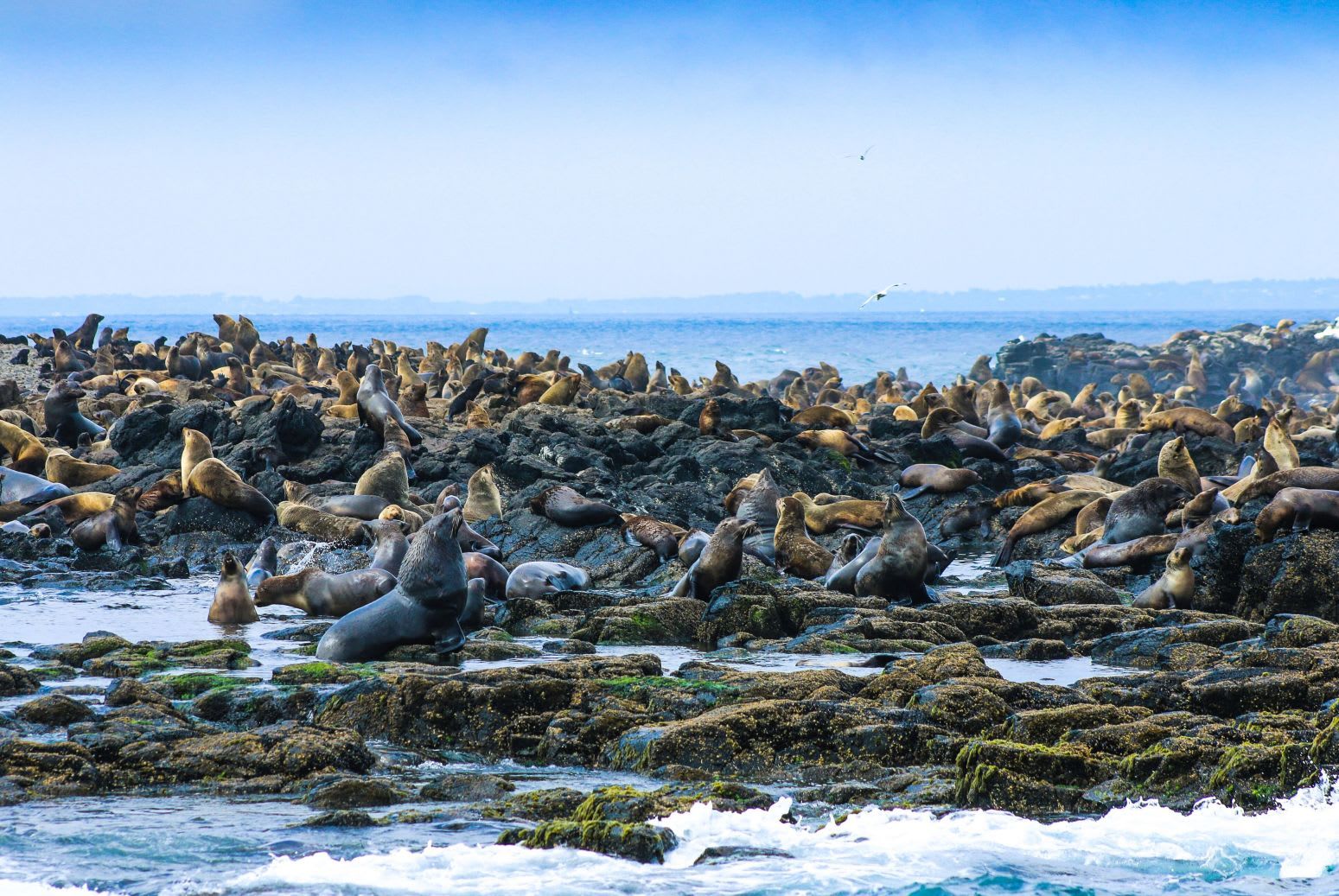 Phillip Island Seal Watching Cruise  3