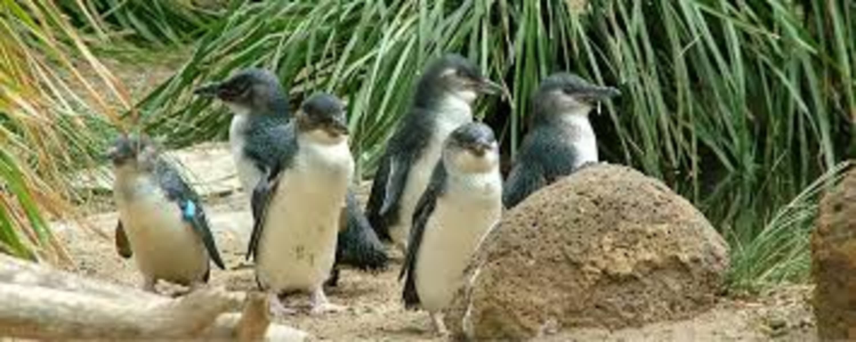 Melbourne  Penguins Koalas Kangroos TOUR-Melbourne City Tour JEWELS