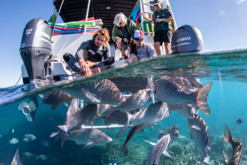 Glass Bottom Boat Turtle & Snorkel Cruise