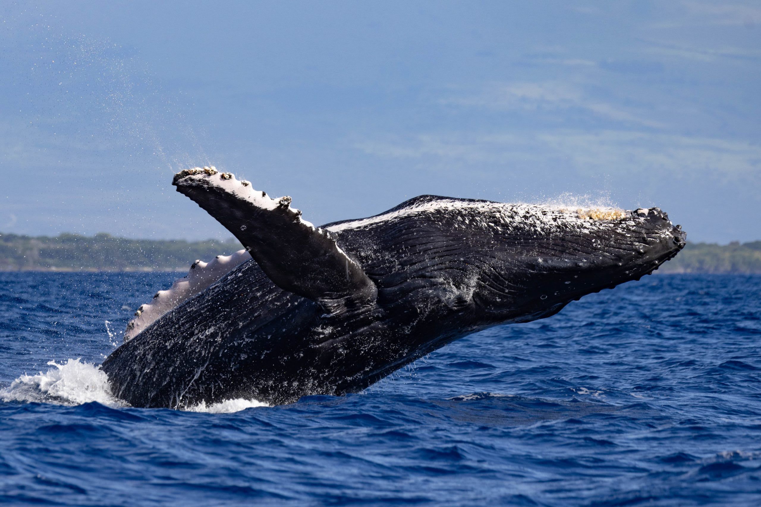 Classic Whale Watching Tour in Maui