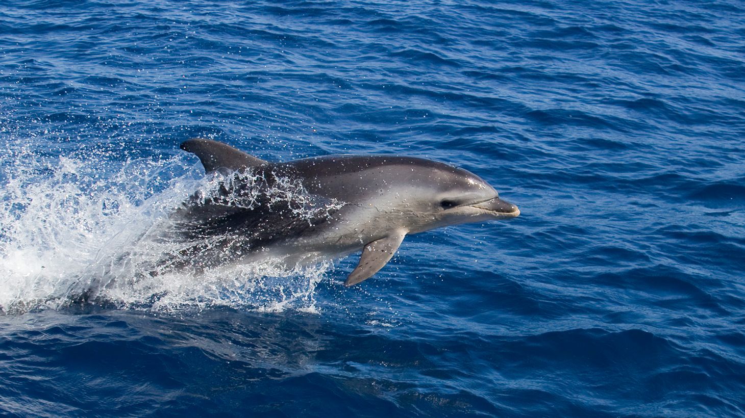 Half-Day Scenic Cruise from Coles Bay to Wineglass Bay with Lunch 5